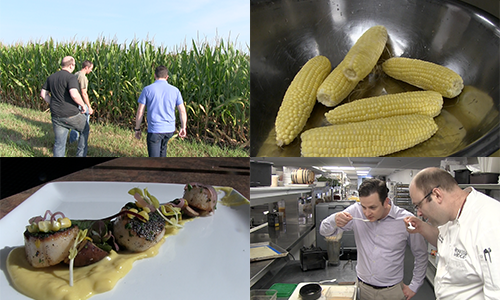 Follow The Ingredient Corn Collage