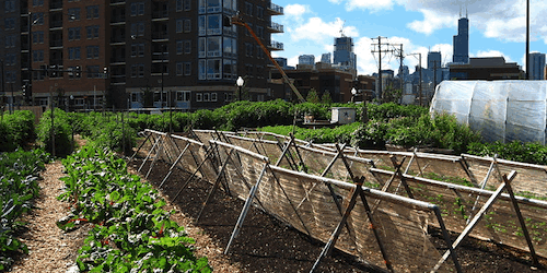 Maggie Mikula Urban farming