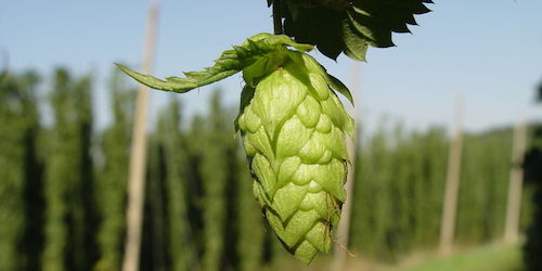 What is Beer - Hops - Beer 101